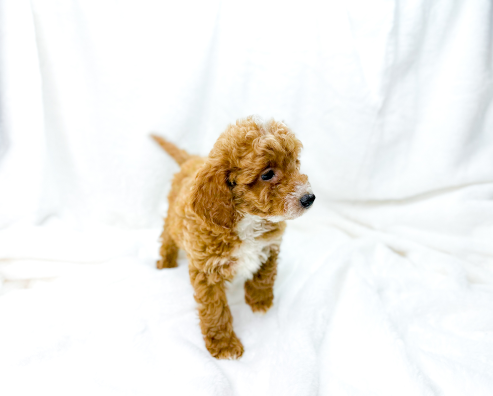 Cute Cavapoo Poodle Mix Pup