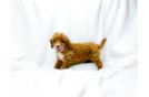 Cute Cavapoo Baby