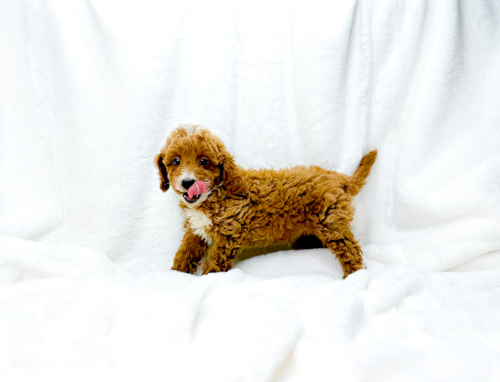 Cute Cavapoo Baby