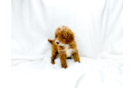 Best Cavapoo Baby