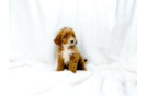 Cute Cavapoo Baby