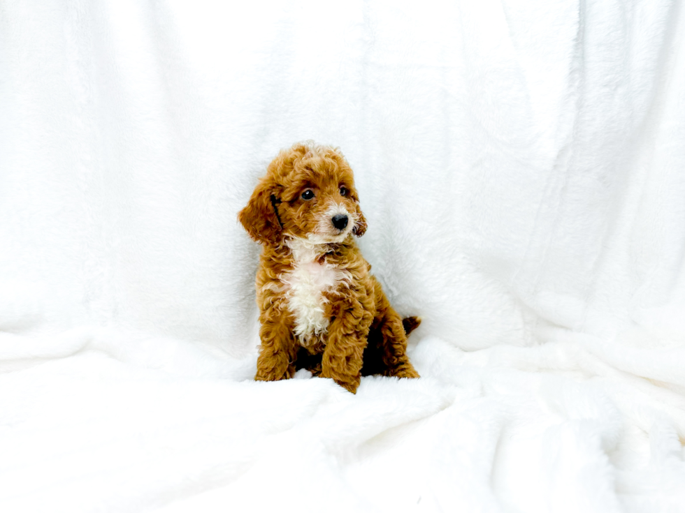 Cute Cavapoo Baby