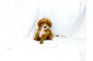 Cute Cavapoo Poodle Mix Pup