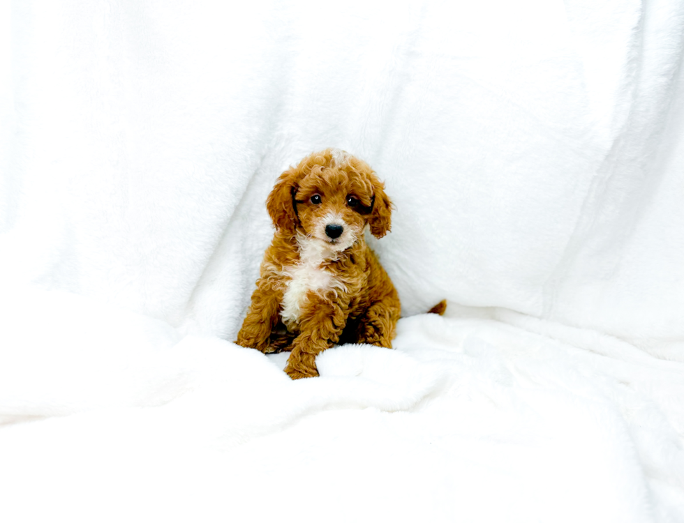 Cute Cavapoo Poodle Mix Pup