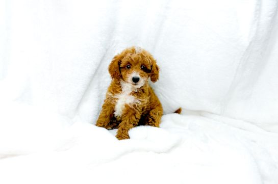 Cute Cavapoo Poodle Mix Pup