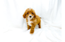 Cute Cavadoodle Poodle Mix Puppy