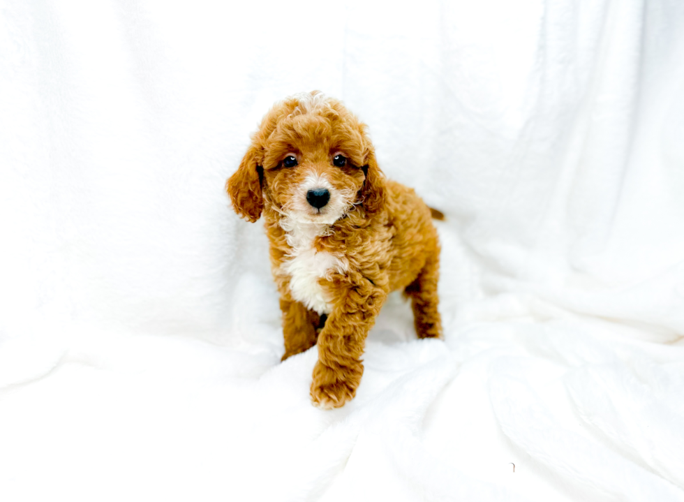 Cute Cavadoodle Poodle Mix Puppy