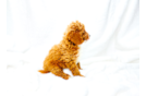 Cavapoo Puppy for Adoption