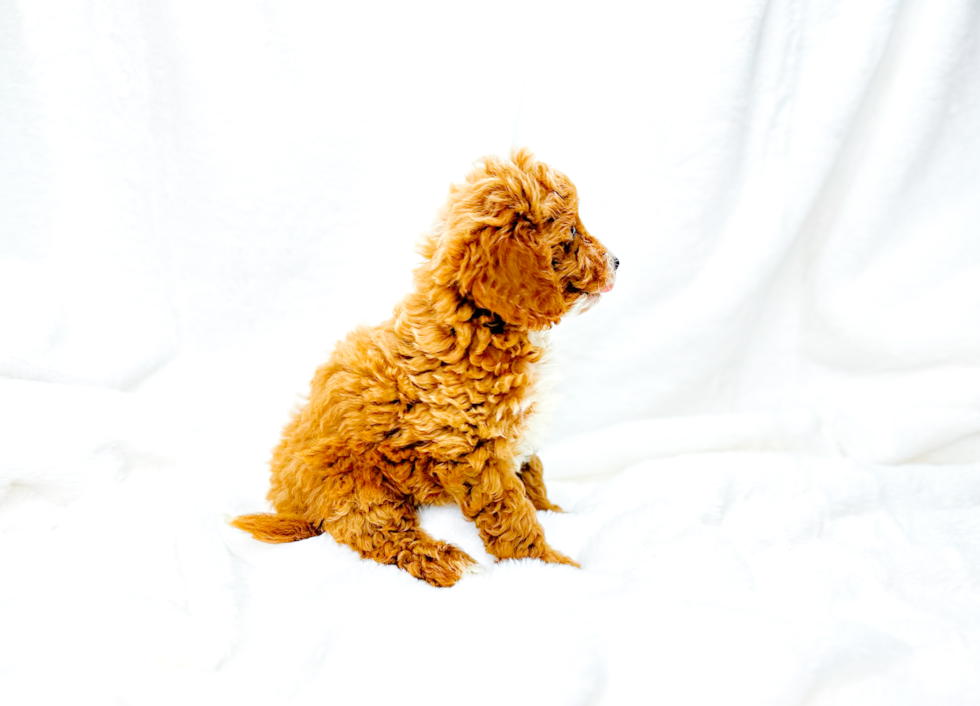 Cavapoo Puppy for Adoption