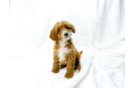 Cute Cavapoo Baby