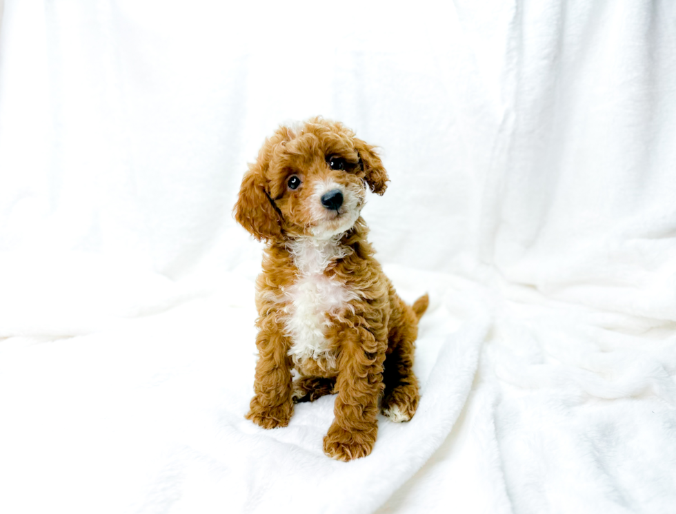 Cute Cavapoo Baby