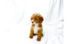 Cute Cavipoo Poodle Mix Puppy