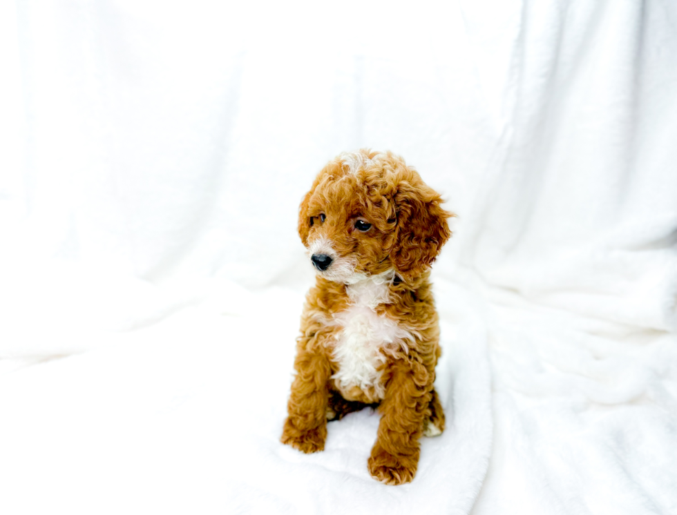 Cute Cavipoo Poodle Mix Puppy