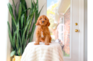 Cute Cavadoodle Poodle Mix Puppy
