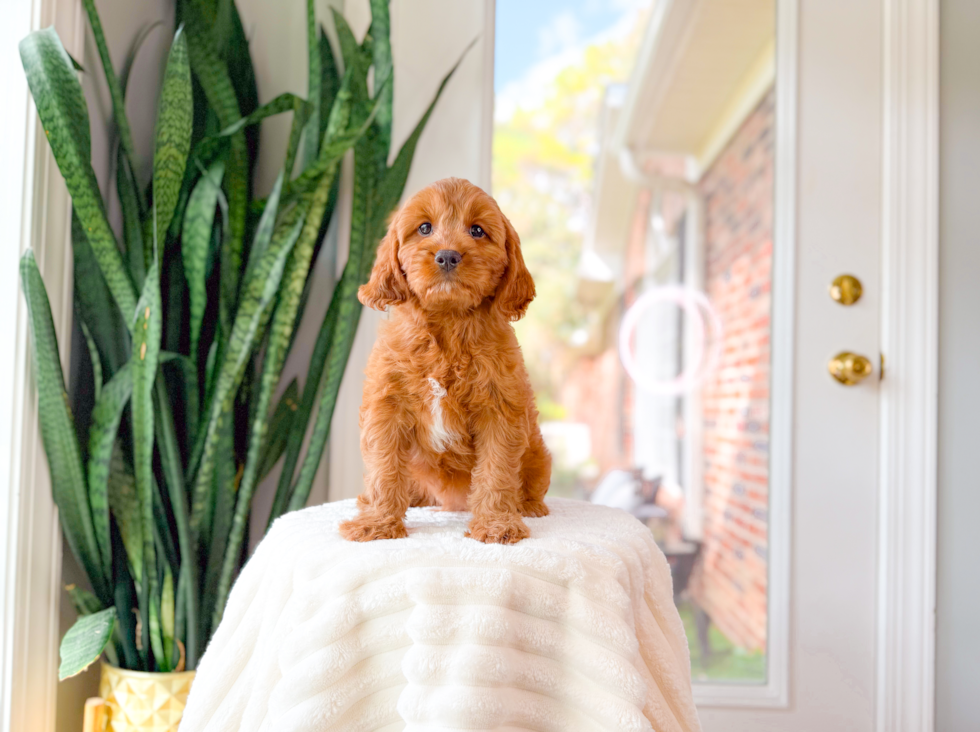 Cute Cavadoodle Poodle Mix Puppy