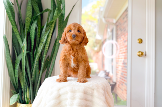 Cute Cavadoodle Poodle Mix Puppy