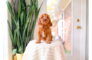 Cute Cavapoo Baby