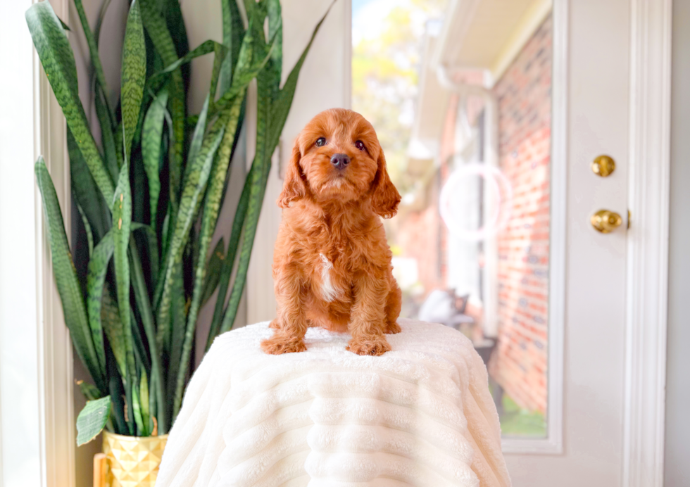 Cute Cavapoo Baby