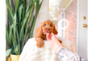 Cute Cavapoo Baby