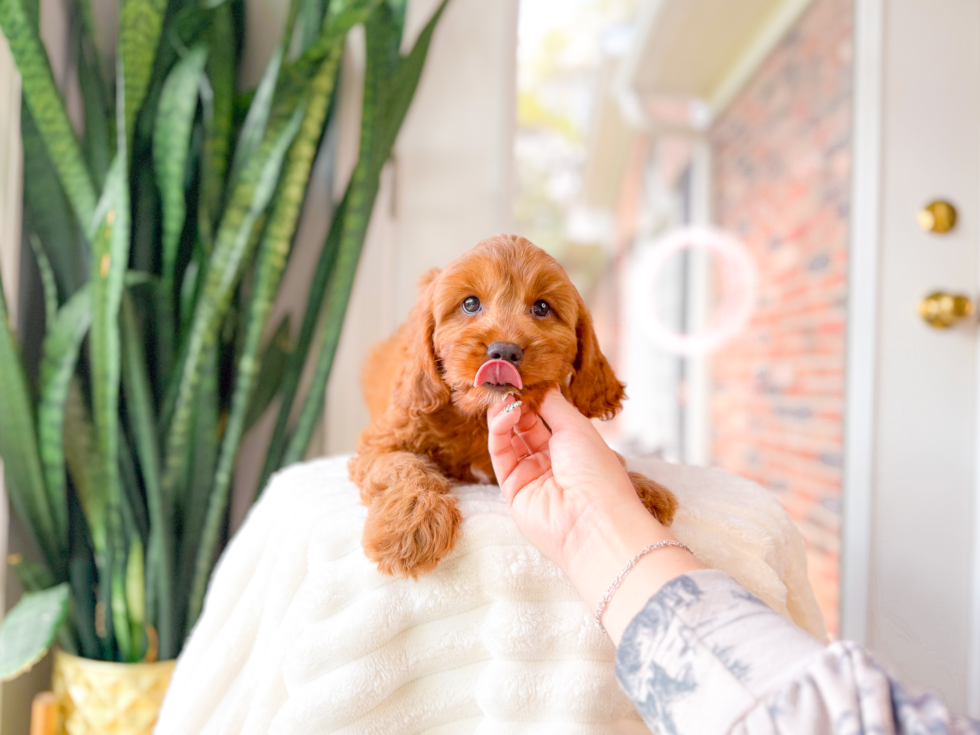 Cute Cavapoo Baby