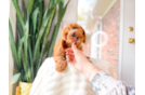 Cute Cavalier King Charles Spaniel and Poodle Mix Poodle Mix Puppy