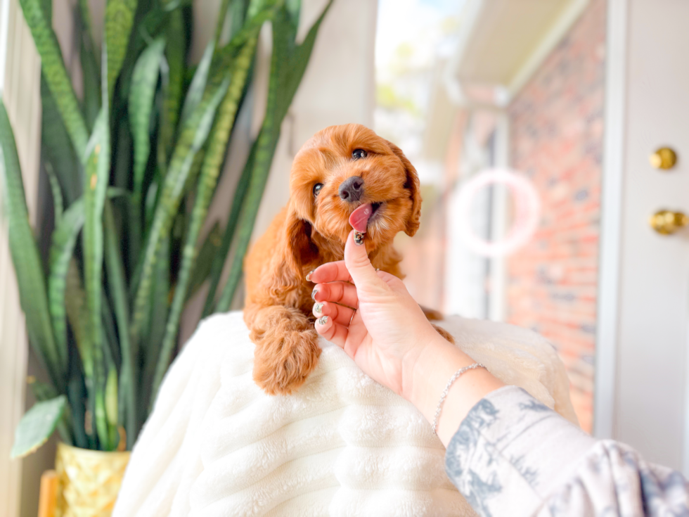 Cute Cavalier King Charles Spaniel and Poodle Mix Poodle Mix Puppy