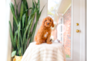 Cute Cavapoo Poodle Mix Pup