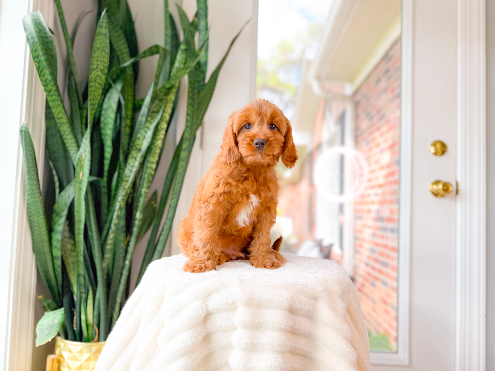 Cute Cavapoo Poodle Mix Pup