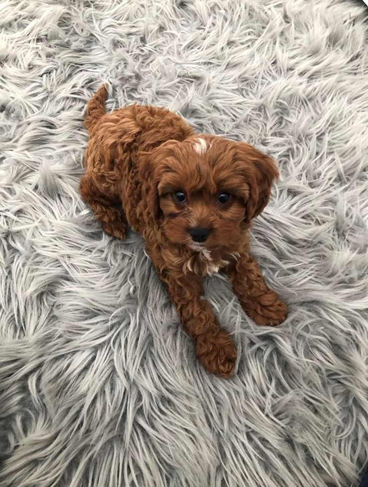 Toy hotsell cavapoo puppies