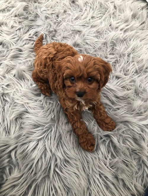 brown cavapoo puppy on white carpet