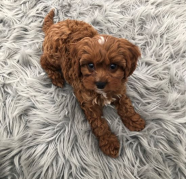 Cavapoo Puppies For Sale - Simply Southern Pups
