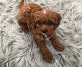 Cavapoo Puppies For Sale Simply Southern Pups