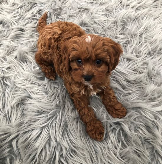brown cavapoo puppy on white carpet