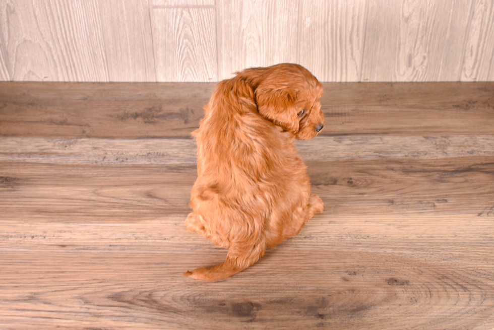 Cavapoo Pup Being Cute