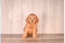 Best Cavapoo Baby