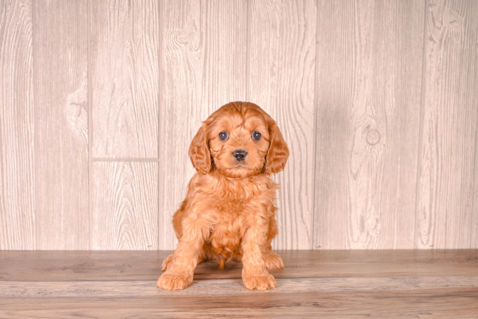 Best Cavapoo Baby