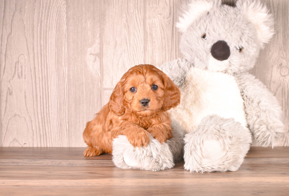 Cute Cavadoodle Poodle Mix Puppy