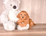 9 week old Cavapoo Puppy For Sale - Simply Southern Pups