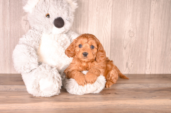 Cute Cavapoo Poodle Mix Pup