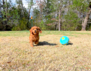 9 week old Cavapoo Puppy For Sale - Simply Southern Pups