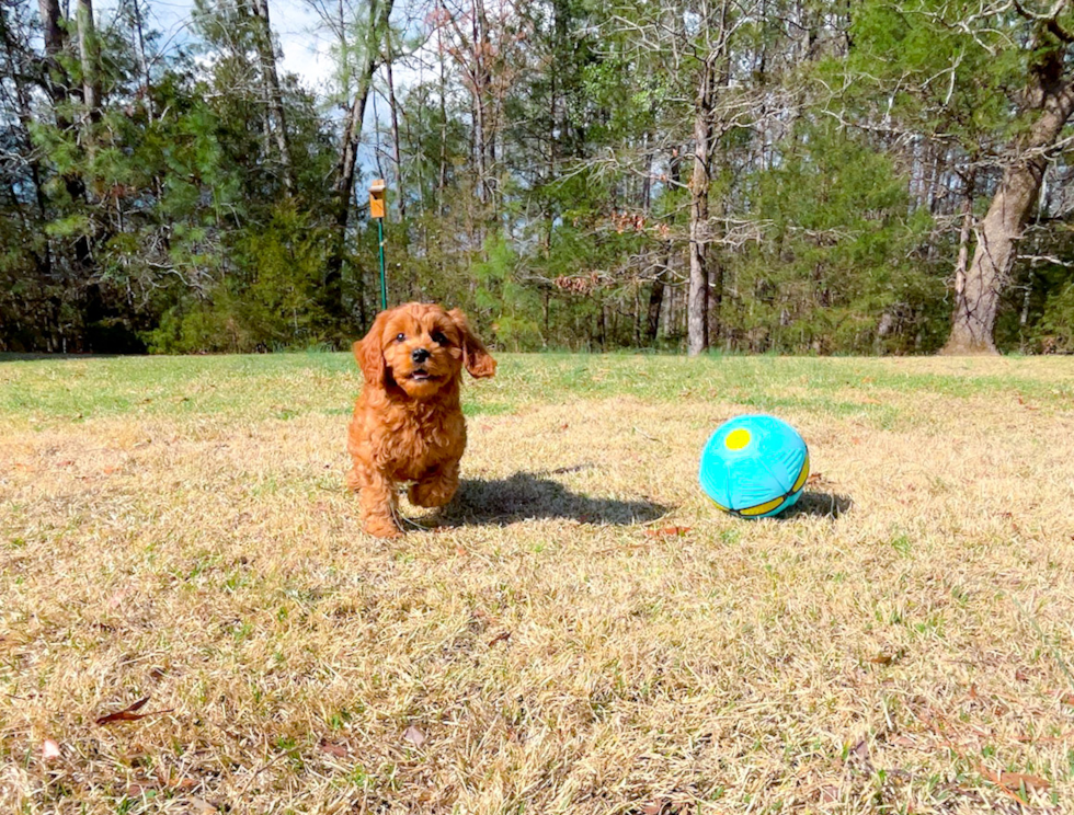 Cavapoo Pup Being Cute