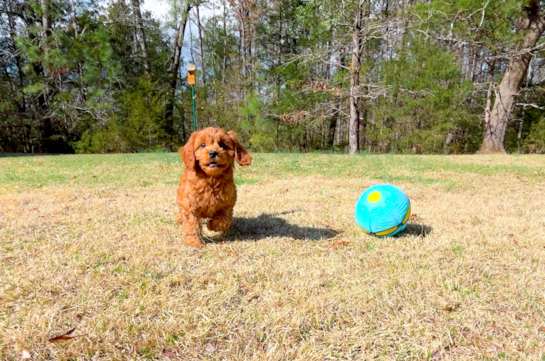 Cavapoo Pup Being Cute