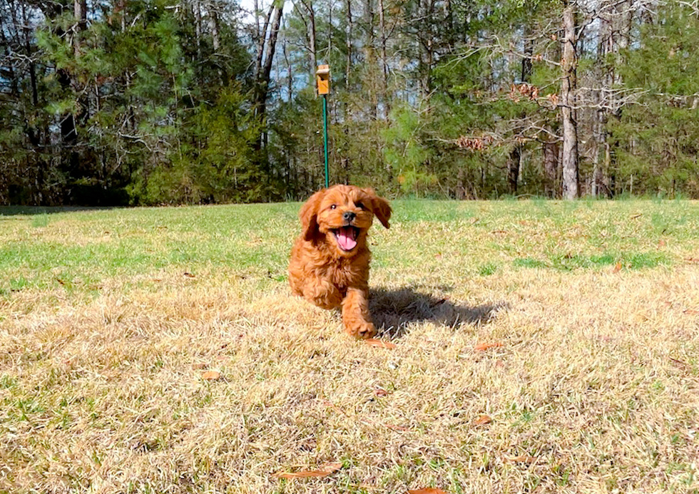 Cute Cavapoo Poodle Mix Pup