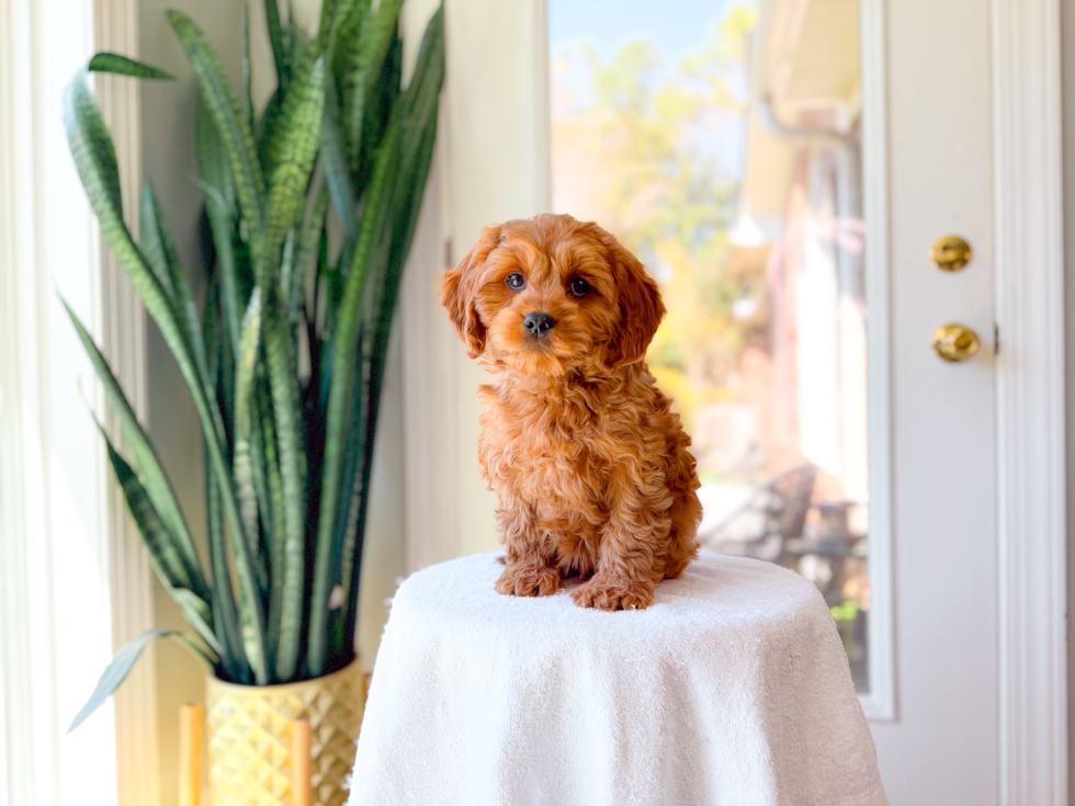 Cute Cavalier King Charles Spaniel and Poodle Mix Poodle Mix Puppy