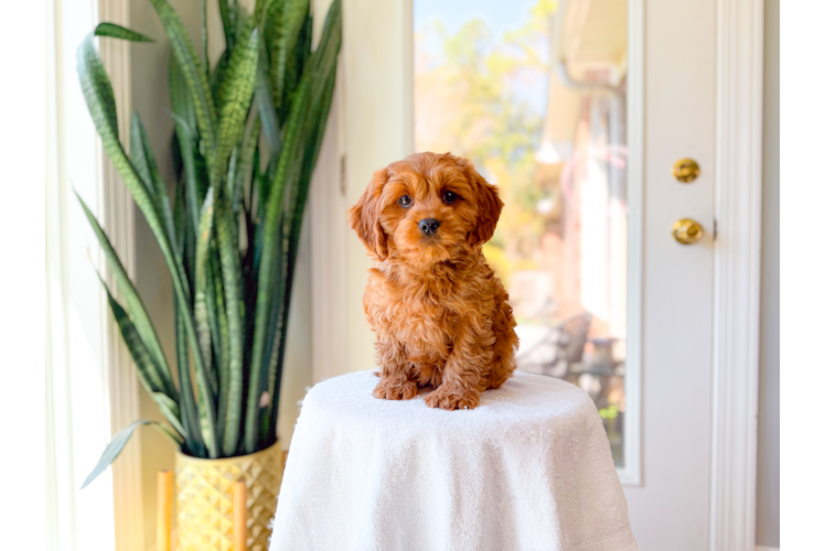 Cavapoo Pup Being Cute