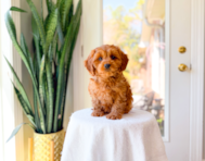 9 week old Cavapoo Puppy For Sale - Simply Southern Pups