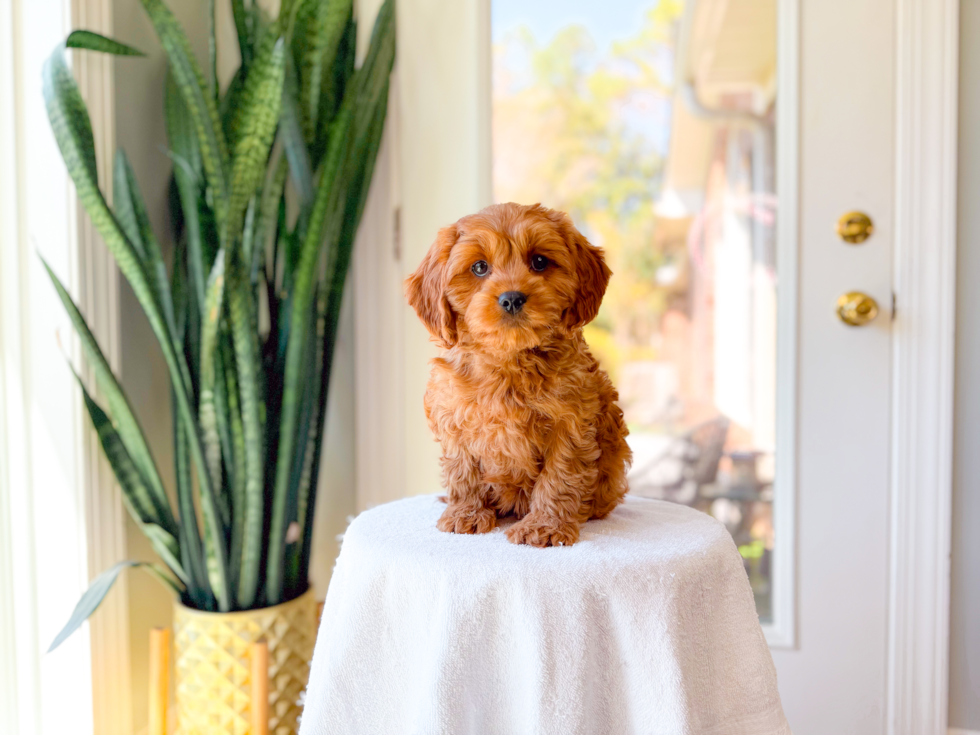 Cavapoo Pup Being Cute