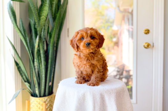 Cavapoo Pup Being Cute