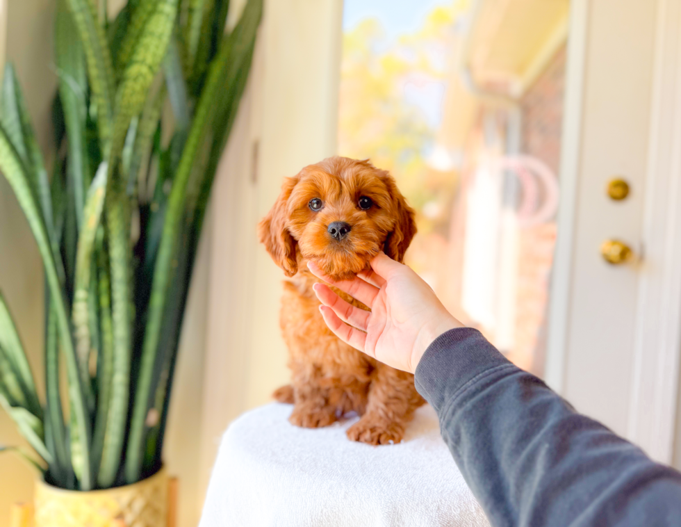 Cute Cavoodle Poodle Mix Puppy