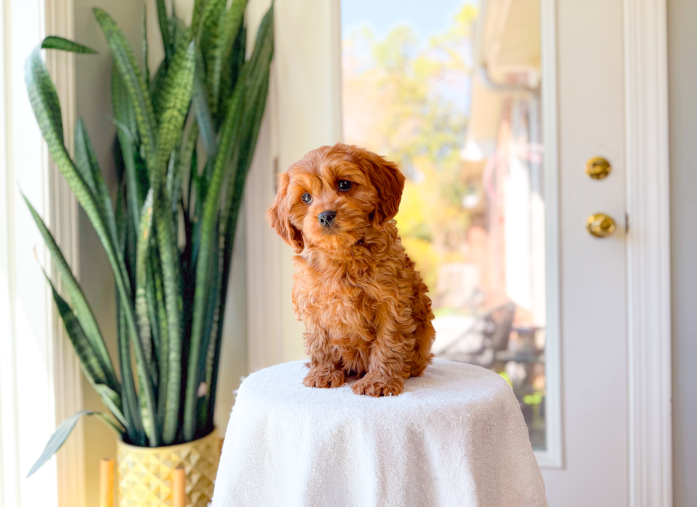 Cavapoo Pup Being Cute